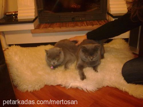 gümüş Dişi British Shorthair