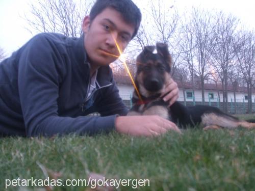 alex Erkek Alman Çoban Köpeği