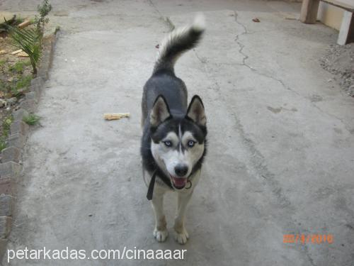 çınar Erkek Sibirya Kurdu (Husky)