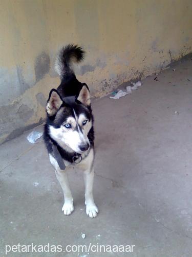 çınar Erkek Sibirya Kurdu (Husky)