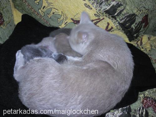 lucy Dişi British Shorthair