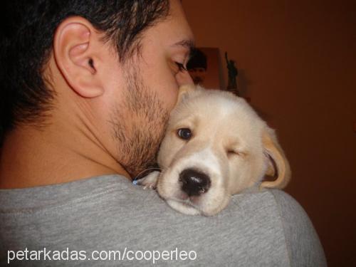 cooper Erkek Golden Retriever