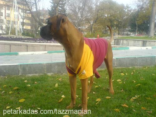 tazz Erkek Boxer