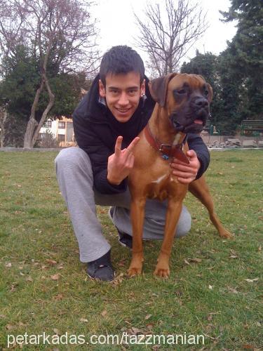 tazz Erkek Boxer