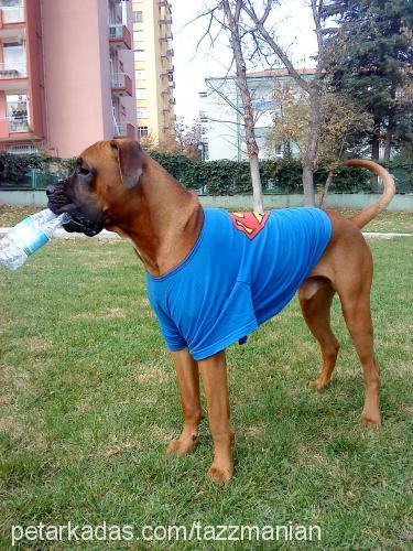 tazz Erkek Boxer