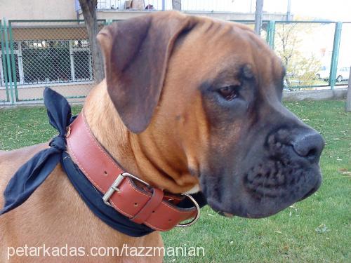 tazz Erkek Boxer