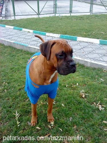 tazz Erkek Boxer