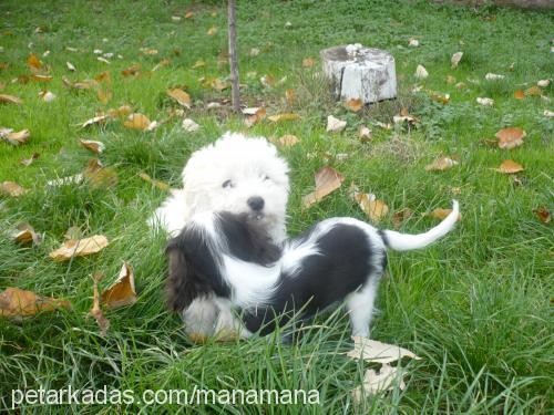 Çakıl Dişi Cavalier King Charles Spanieli