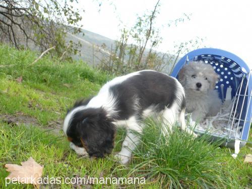 Çakıl Dişi Cavalier King Charles Spanieli