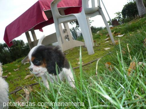 Çakıl Dişi Cavalier King Charles Spanieli