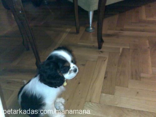 Çakıl Dişi Cavalier King Charles Spanieli