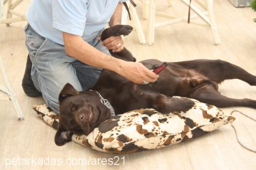 ares Erkek Labrador Retriever