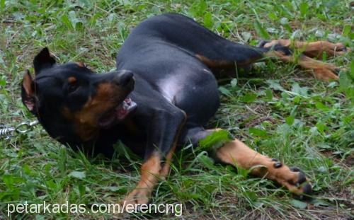 lord Erkek Doberman Pinscher