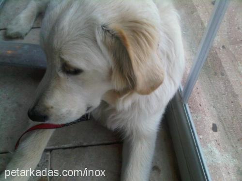 inox Erkek Golden Retriever