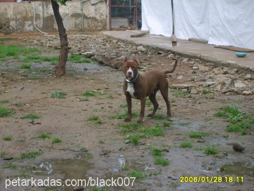 leydi Dişi Amerikan Pitbull Terrier