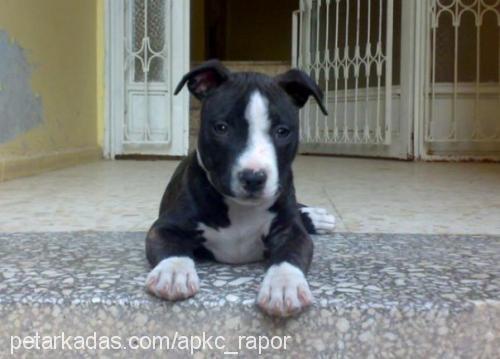 cix Erkek Amerikan Pitbull Terrier