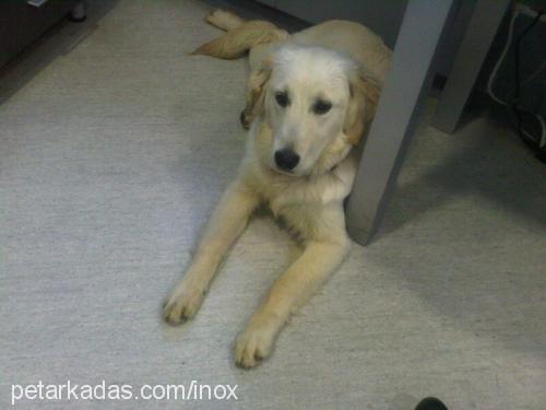 inox Erkek Golden Retriever