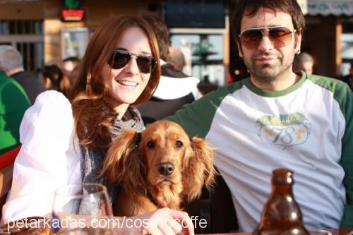 shila Dişi İngiliz Cocker Spaniel