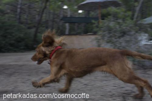 shila Dişi İngiliz Cocker Spaniel