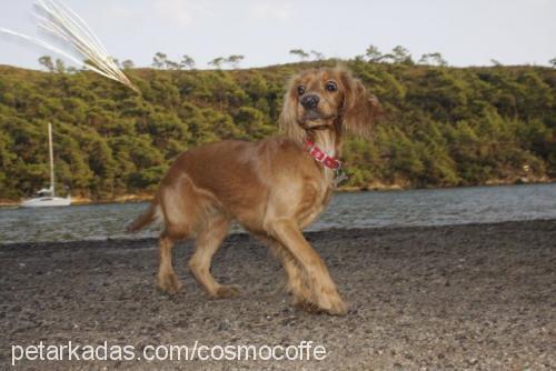 shila Dişi İngiliz Cocker Spaniel