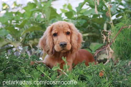 shila Dişi İngiliz Cocker Spaniel