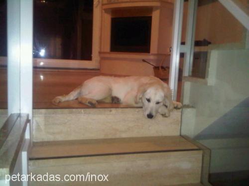 inox Erkek Golden Retriever