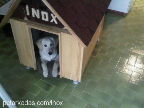 inox Erkek Golden Retriever