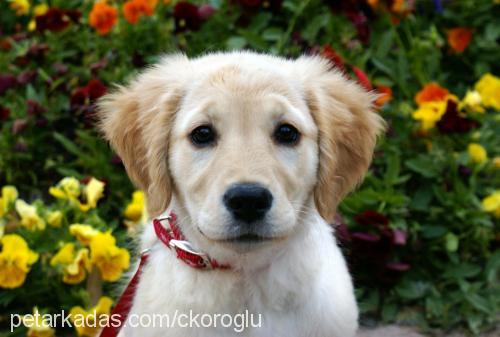 render Dişi Golden Retriever