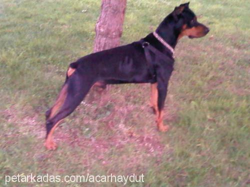 haydut Erkek Doberman Pinscher