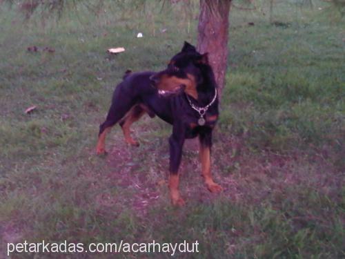 haydut Erkek Doberman Pinscher