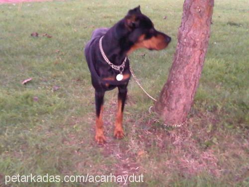 haydut Erkek Doberman Pinscher