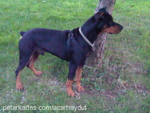 haydut Erkek Doberman Pinscher