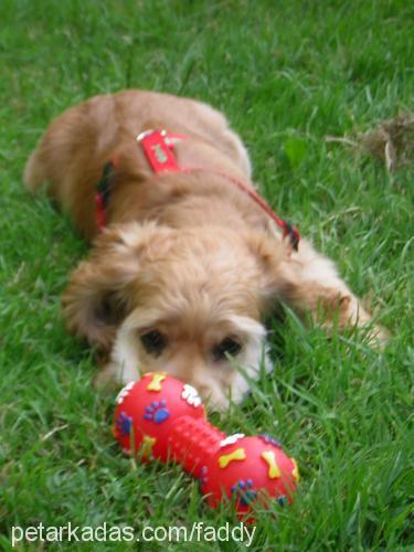 faddy Dişi Amerikan Cocker Spaniel