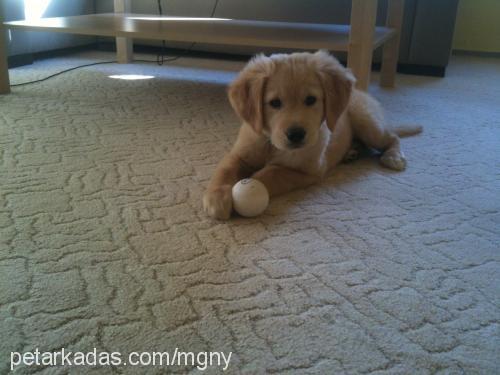 paşa Erkek Golden Retriever