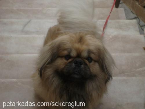 tombiş Erkek Pekingese