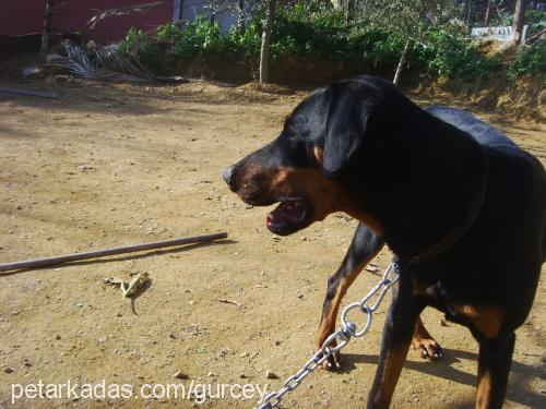 gÜrcey Erkek Doberman Pinscher