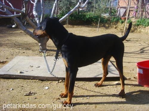 gÜrcey Erkek Doberman Pinscher