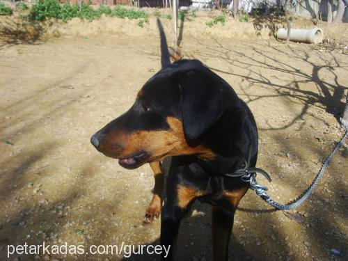 gÜrcey Erkek Doberman Pinscher