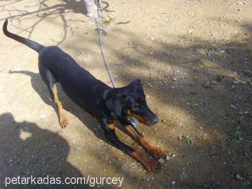 gÜrcey Erkek Doberman Pinscher