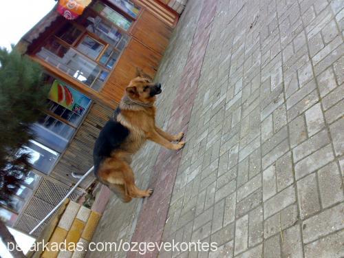 paşa Erkek Alman Çoban Köpeği