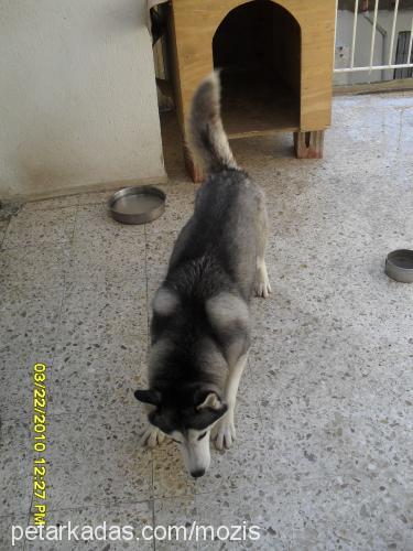 angel Dişi Sibirya Kurdu (Husky)