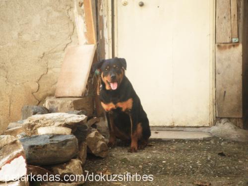 leks Dişi Rottweiler