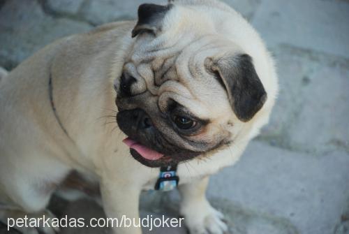 joker Erkek Pug