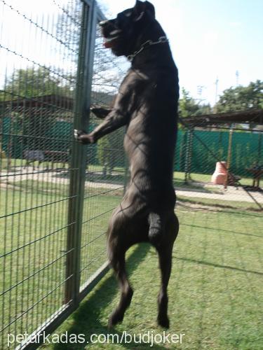 bud Erkek Cane Corso Italiano