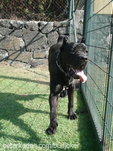 bud Erkek Cane Corso Italiano