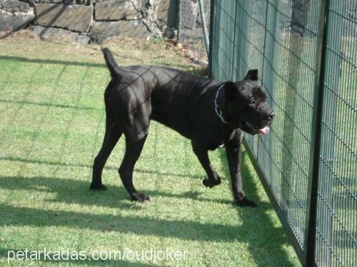 bud Erkek Cane Corso Italiano