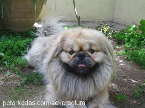 tombiş Erkek Pekingese