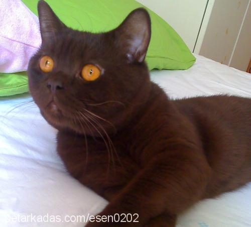 Çiço Erkek British Shorthair