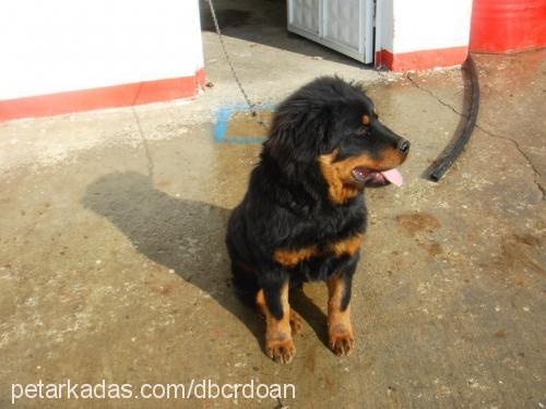 asil Erkek Rottweiler