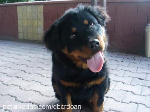 asil Erkek Rottweiler